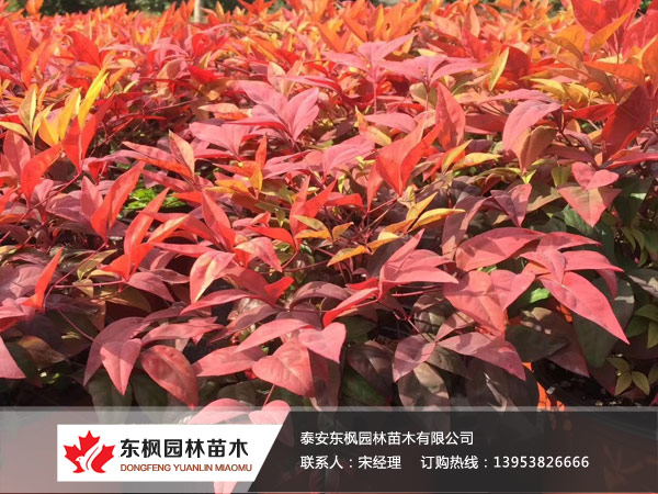 石家庄市城市园林绿化管理条例