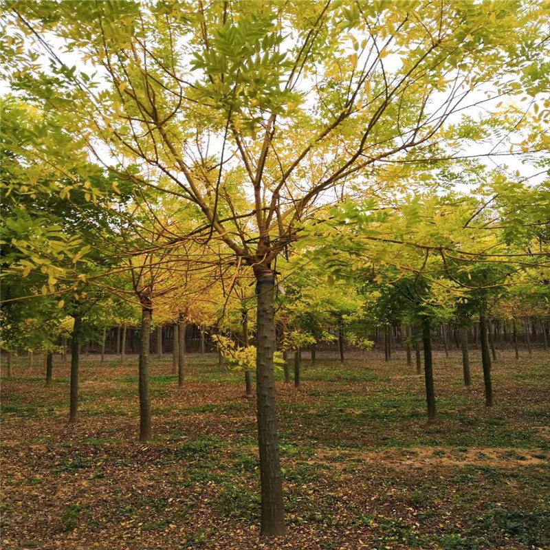哈尔滨市双城区希勤满族乡人民政府双城区希勤满族乡爱贤满族村园林苗木产业基地冷库建设项目-冷库设备竞争性谈判公告