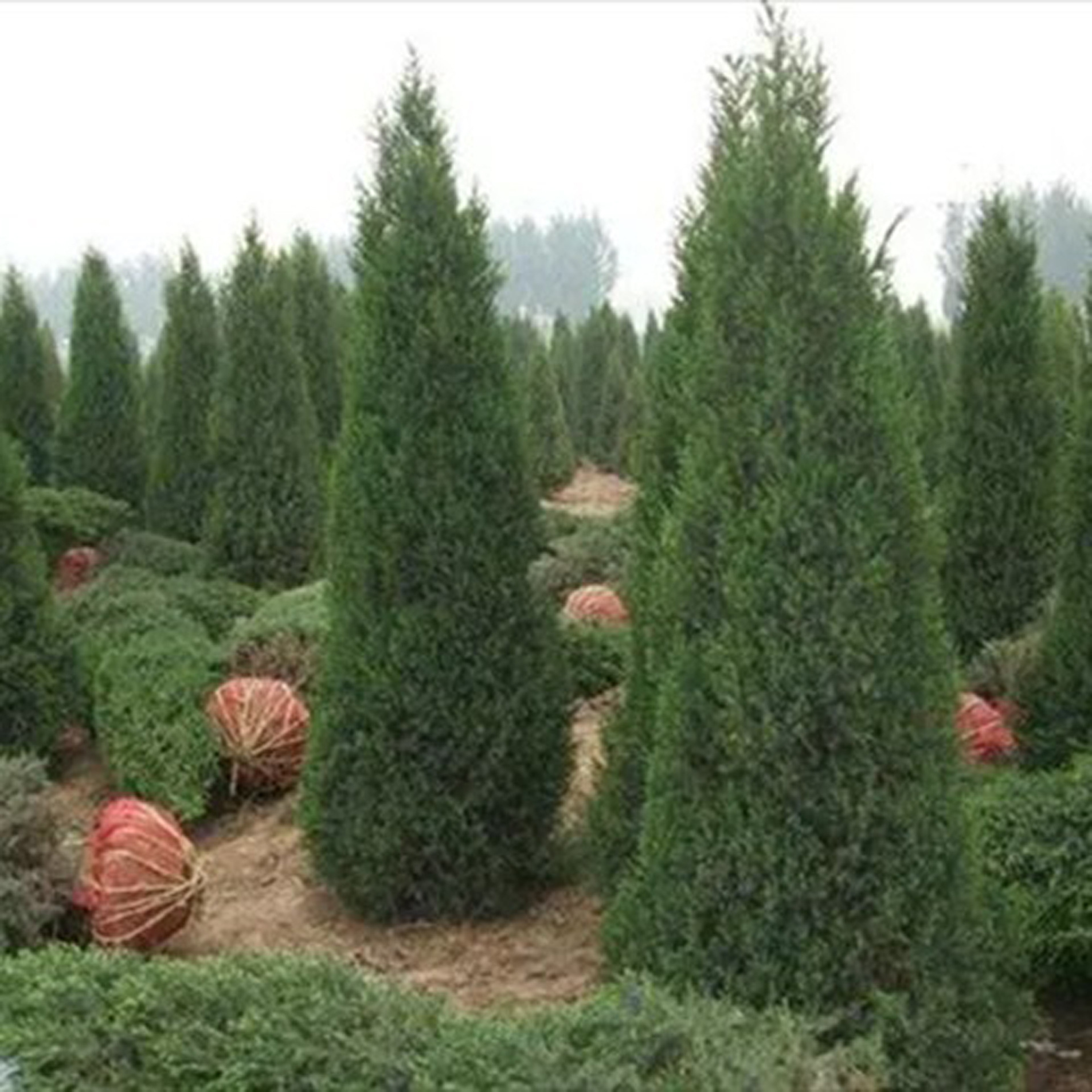 【见证70年·我爱伊犁】园林植物引种驯化变迁:让奎屯“三季有花 四季有景”