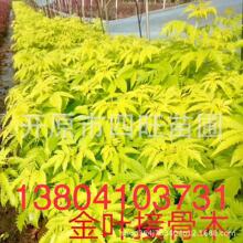 涨停雷达:光模块+拟收购+中报增长+园林工程 汇绿生态触及涨停