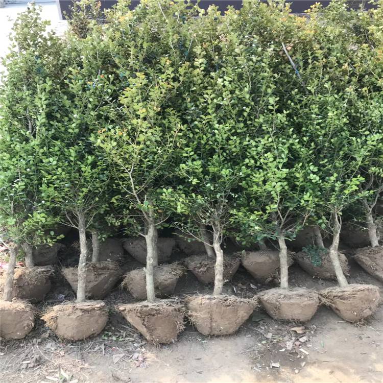 邮储银行上饶市分行:金融活水浇开苗木 “致富花”