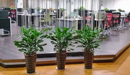 绿植租摆、仿真植物租赁